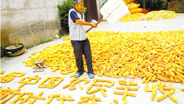 周口：田間地頭豐收景象忙