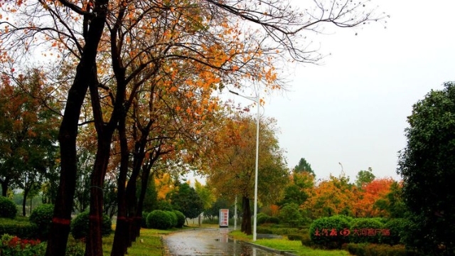 詩情畫意！秋冬之交一場雨 別樣周口落葉美