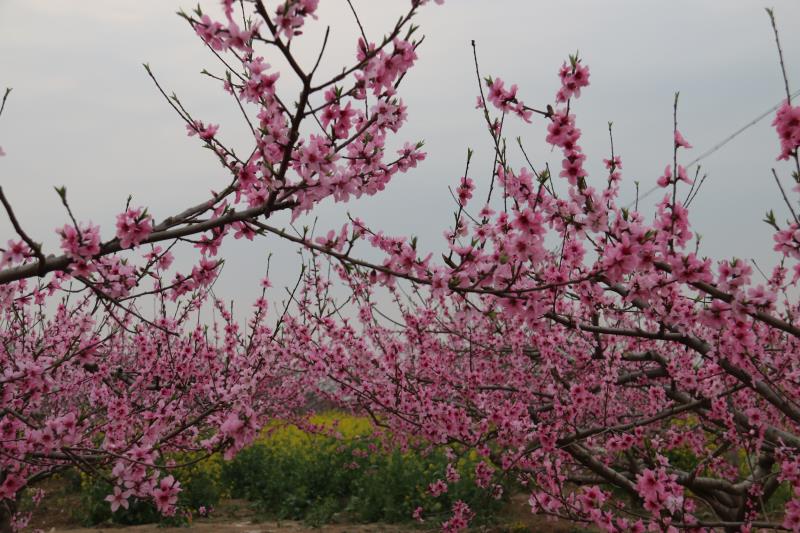 西華：萬(wàn)畝桃花開 迎君賞花來(lái)