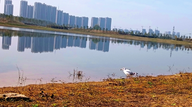 打造水生態(tài)城市，讓周口更宜居