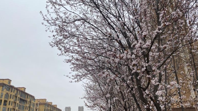 花開(kāi)滿城 周口城區(qū)春意濃