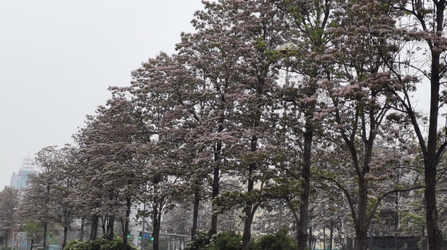 七一路楸樹(shù)花開(kāi)如云