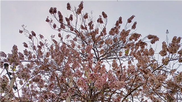 周口：又到梧桐花開(kāi)時(shí)