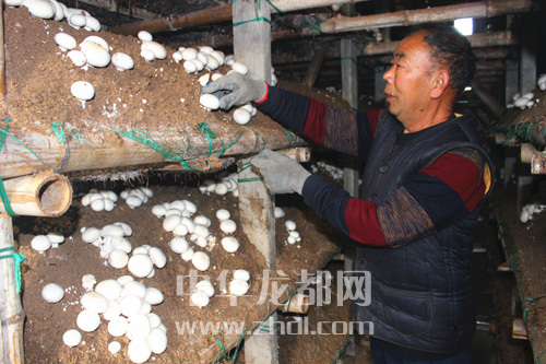 周口項(xiàng)城：食用菌種植基地內(nèi)，工人正在查看雙孢菇長勢