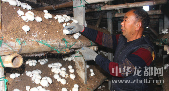 周口項(xiàng)城：食用菌種植基地內(nèi)，工人正在查看雙孢菇長(zhǎng)勢(shì)